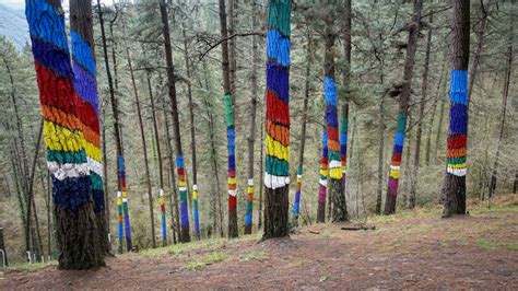 Este Es El Bosque Con Rboles Pintados M S Impresionante De Bizkaia