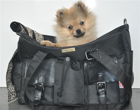 Qué bolsa para perros para moto elegir El Amor Animal