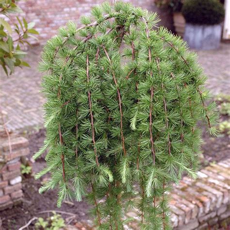 Larix kaempferi Stiff Weeper Japanische Lärche