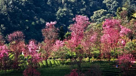 【冬日樱花盛开的地方 云南南涧县无量山摄影图片】风光摄影太平洋电脑网摄影部落