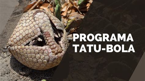 Programa Tatu Bola YouTube