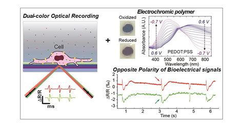 Dual Color Optical Recording Of Bioelectric Potentials By Polymer