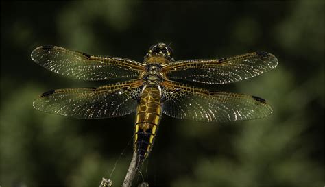 4 Spotted Chaser Libellula Quadrimaculata Known In Europe Flickr