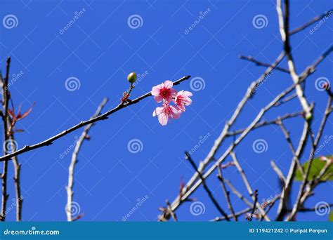 Prunus Cerasoides Blooming in Nature. Stock Photo - Image of buek, beautifully: 119421242