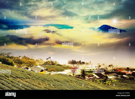 Beautiful Tea Garden Sunset For Adv Or Others Purpose Use Stock Photo