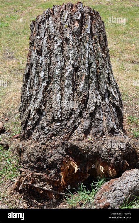 Tree trunk cut out hi-res stock photography and images - Alamy