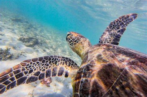 Dunk Island Beaver Reef Snorkel Day Trip Departing Cairns Where