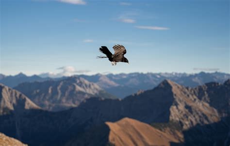 Premium Photo | Black hawk flying over the mountains in summer