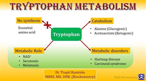 12 Tryptophan Metabolism Amino Acid Metabolism Biochemistry N