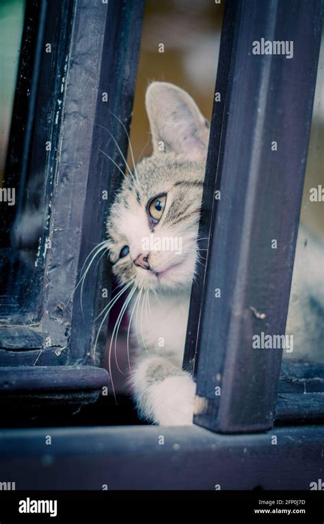 Katze versucht aus dem Gefängnis hinter dem Fenster zu entkommen