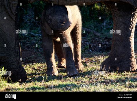 African Elephant Loxodonta Africana Calf Hiding Beneath Mother Cape