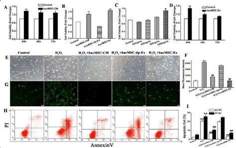 HucMSC Ex Inhibited H 2 O 2 Induced Apoptosis And Promoted