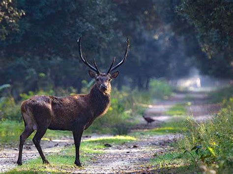 Riserva Naturale Biogenetica Bosco Della Mesola Emilia Romagna Vivi