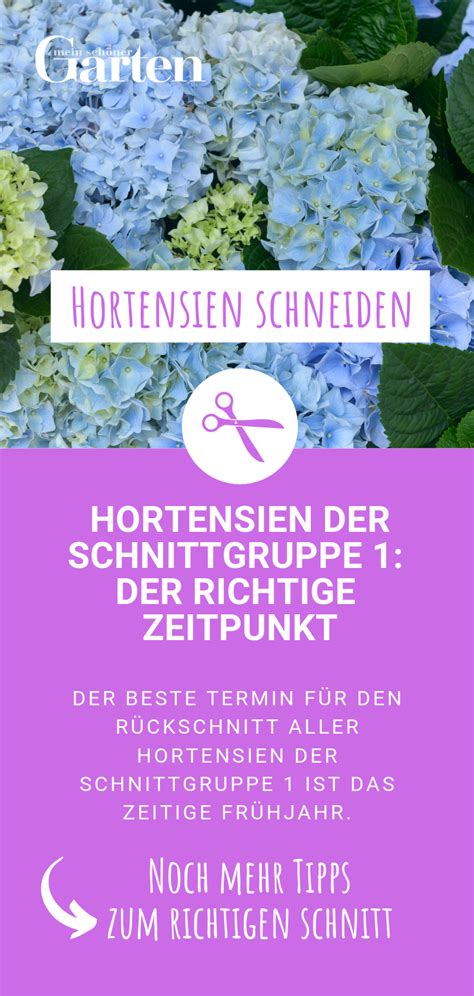 Hortensien Schneiden So Wirds Gemacht Hortensien Garten Pflanzen