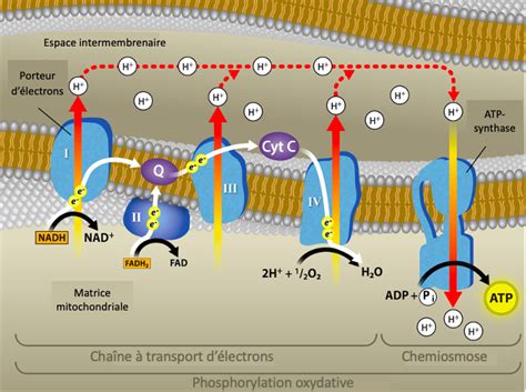 Phosphorylation Oxydative Introduction La Biologie Cellulaire