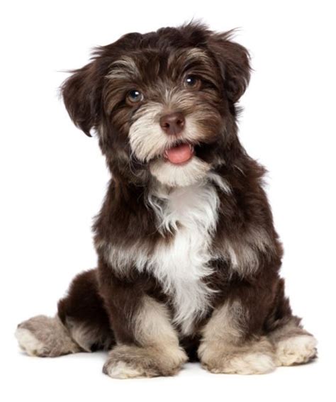 Havanese Puppies for Adoption - Find Havaneses for Adoption Here | VIP Puppies