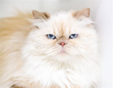 Flame Point Himalayan Kittens