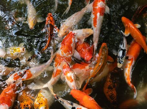 Koi Fish or Carp Fish Swimming in Pond Stock Photo - Image of fish ...