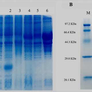 Sds Page And Western Blotting Confirm The Expression Of Recombinant