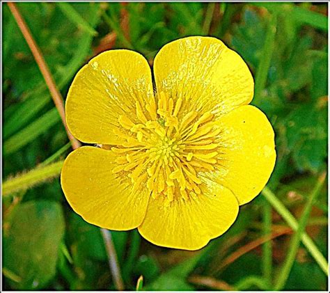 Common Buttercup Flower Ranunculus Is A Large Genus Of Flickr