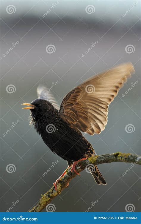 Starling Singing in the Spring Stock Image - Image of song, ardent ...