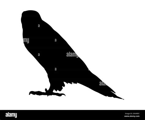 Osprey Silhouette Vector Art White Background Stock Vector Image Art