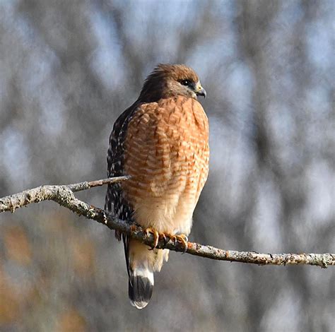 Huntley Meadows Park Photography | This morning, as I was heading back