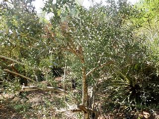 Colletia Paradoxa Jardi Botanic Marimurtra Amante Darmanin Flickr