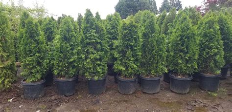 Buy Thuja Occidentalis Smaragd Emerald Green Arborvitae The