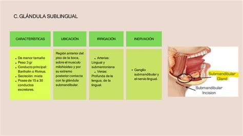 Glándulas salivales y lengua PPT