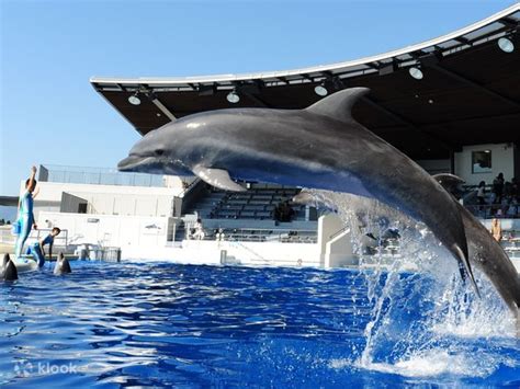 Kyoto Aquarium Admission Ticket in Japan - Klook