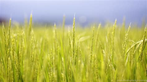 Rice Field Wallpapers 4k Hd Rice Field Backgrounds On Wallpaperbat