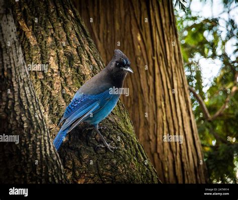 Squamish wildlife hi-res stock photography and images - Alamy