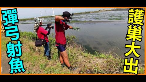 【吳小珍】彈弓射魚~黑公 弄窩期~初潮 護巢大出啦~ 正海口的簡單美味。打魚、魚槍、釣魚可參考 Youtube