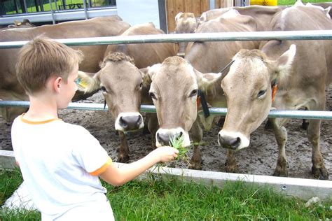 FERIENHOF BALDAUF Urlaub Ferienwohnung Immenstadt Allgäu