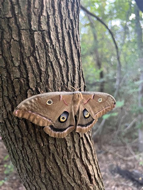 Best Polyphemus Images On Pholder Moths Nature Is Fucking Lit