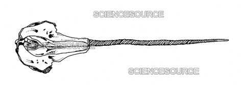 Narwhal Skeleton Diagram