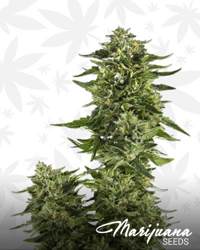 Ghost OG Marijuana Seeds | Strain Information