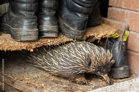 Native echidna animal out and about during mating season amongst farm ...