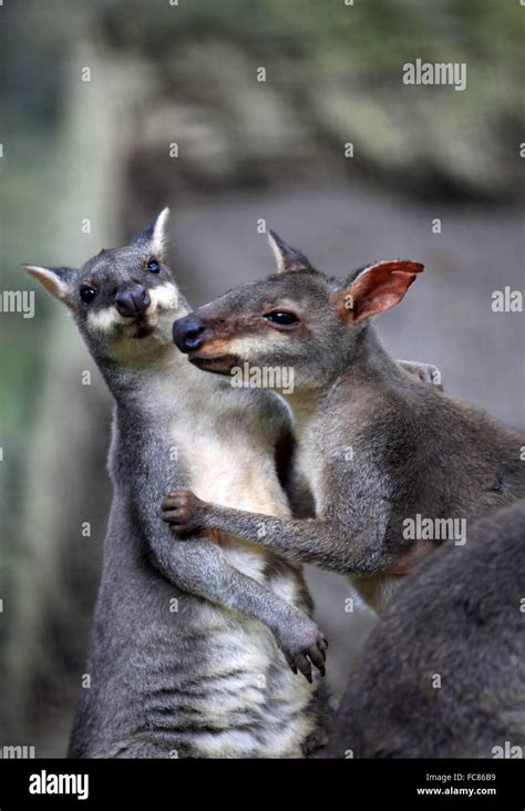 Lindos Canguros Fotograf As E Im Genes De Alta Resoluci N Alamy