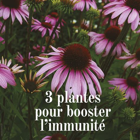 3 plantes pour booster le système immunitaire des petits et des grands