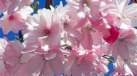 Prunus Part 2 Flowering Cherries For Street Tree Planting Hortweek