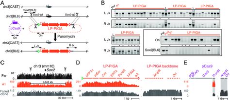 Allele Specific Engineering Of The Murine Sox2 Locus A Replacement