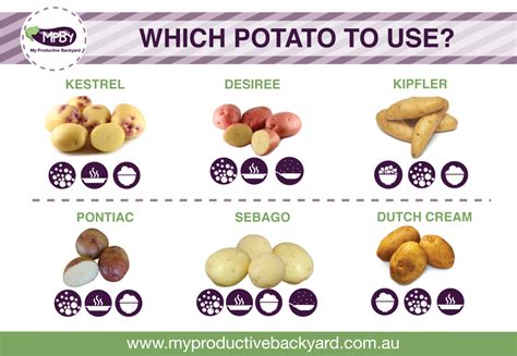 How Many Potatoes Can You Expect From One Plant A Guide To Potato Yield Planthd