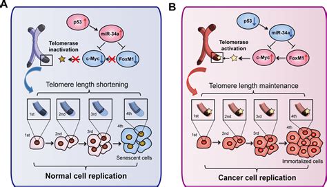 Overview Of Telomere Related Pathways For Mir 34a Induced Senescence