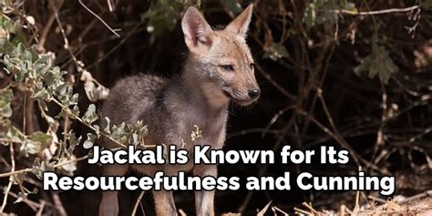 Jackal Symbolism Meaning, and Totem | Complete Guide (2022)