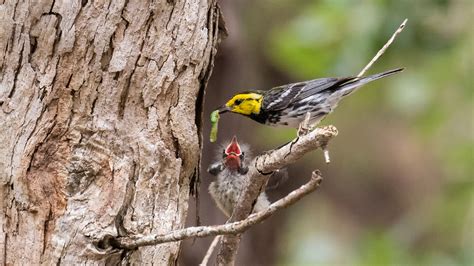 Golden Cheeked Warbler Audubon Field Guide