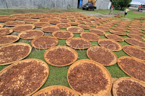 Produksi Kerupuk Terkendala Hujan Antara Foto