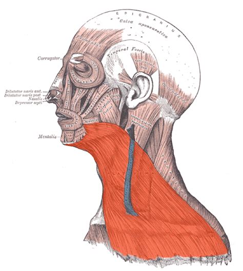 Muscoli Del Collo
