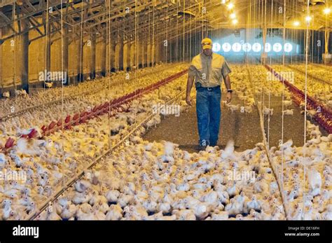 Broiler Chicken Factory Farm